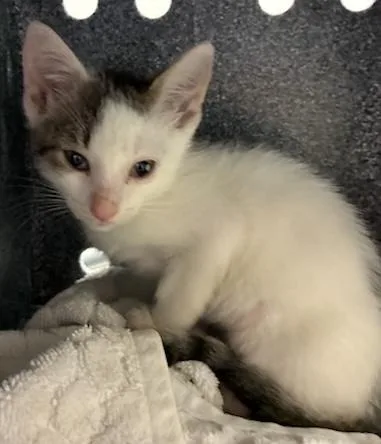 A baby medium-sized male Domestic Short Hair cat named Bosco for adoption in Gainesville, FL