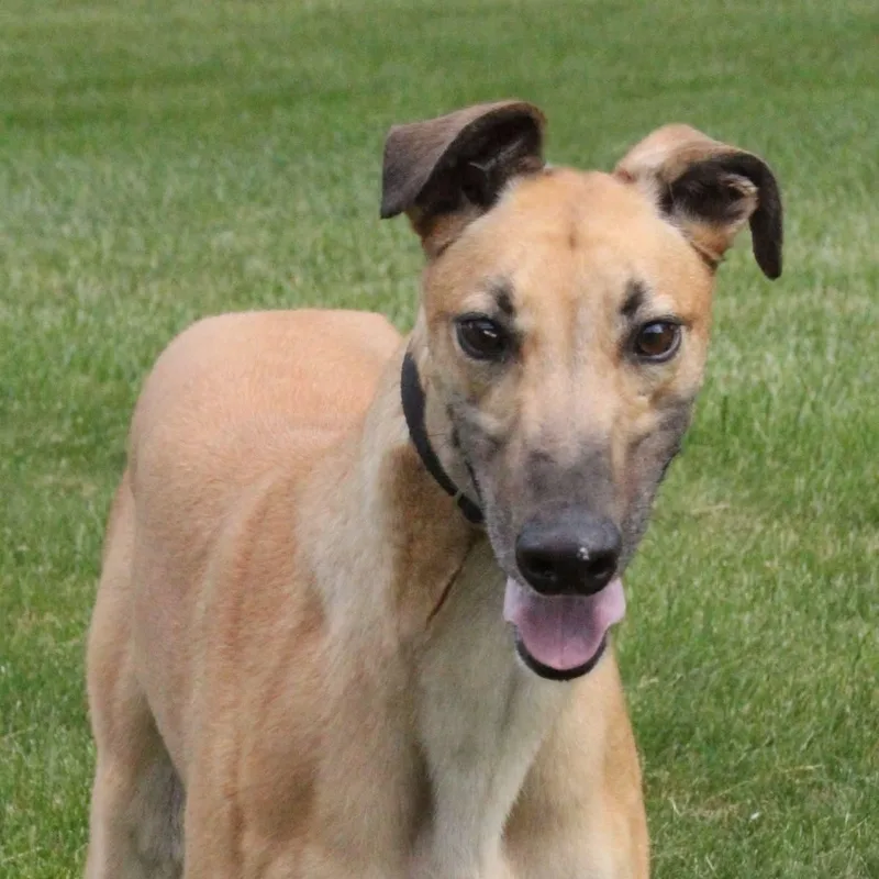 An adult large-sized male Greyhound dog named Monkey for adoption in Goshen, IN