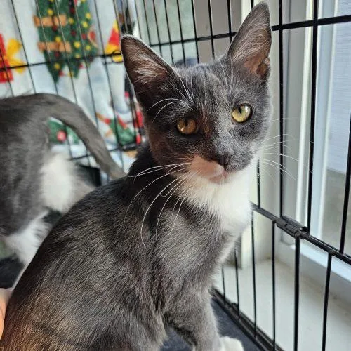 A baby small-sized female Tuxedo cat named Cleo for adoption in Knoxville, TN