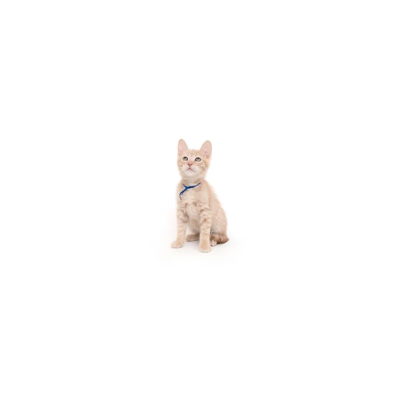 A baby small-sized male Orange / Red Domestic Short Hair cat named Sketchers for adoption in Playa Vista, CA