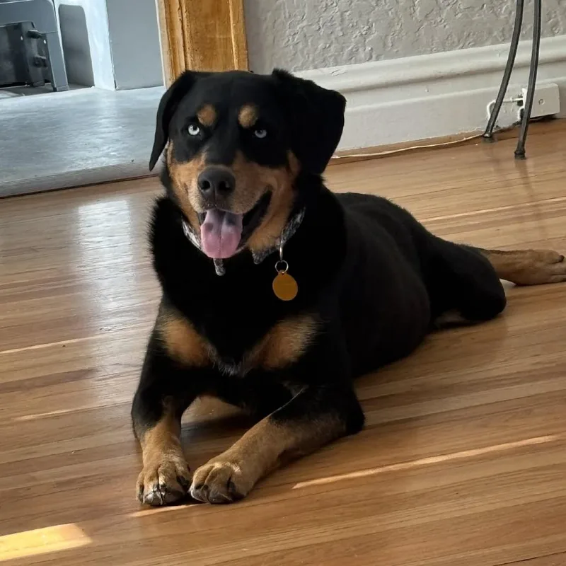 A senior medium-sized male Hound dog named KonaJohnny Cash for adoption in St. Peters, MO