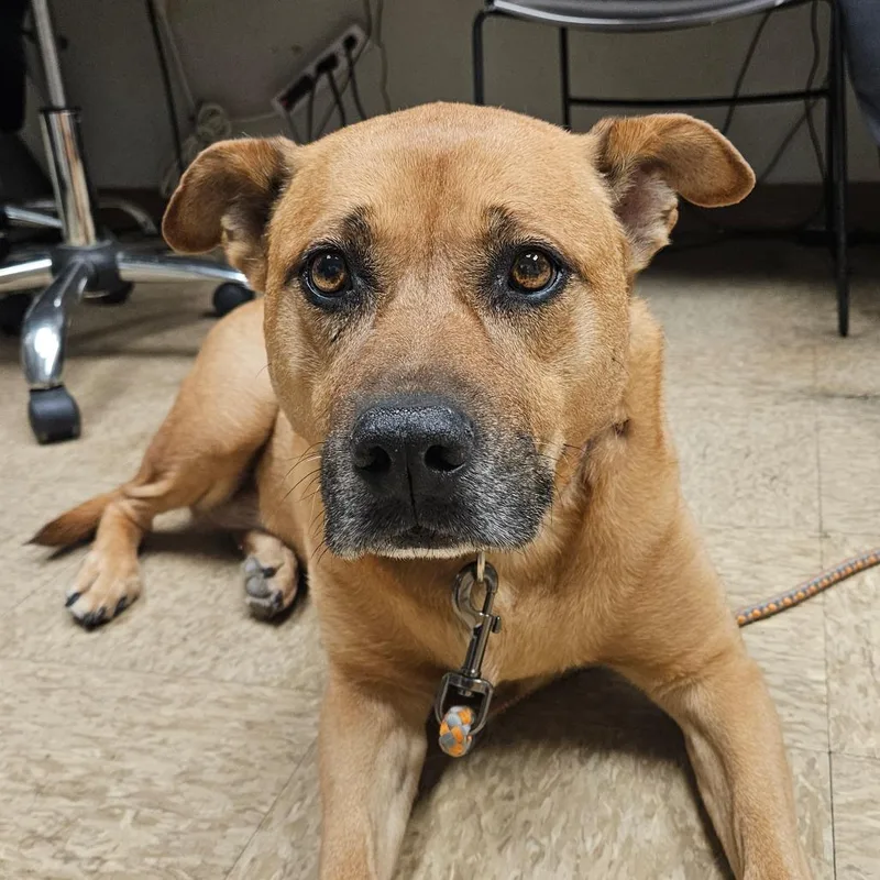 A senior large-sized female Yellow / Tan / Blond / Fawn Labrador Retriever dog named Bella for adoption in Birdsboro, PA
