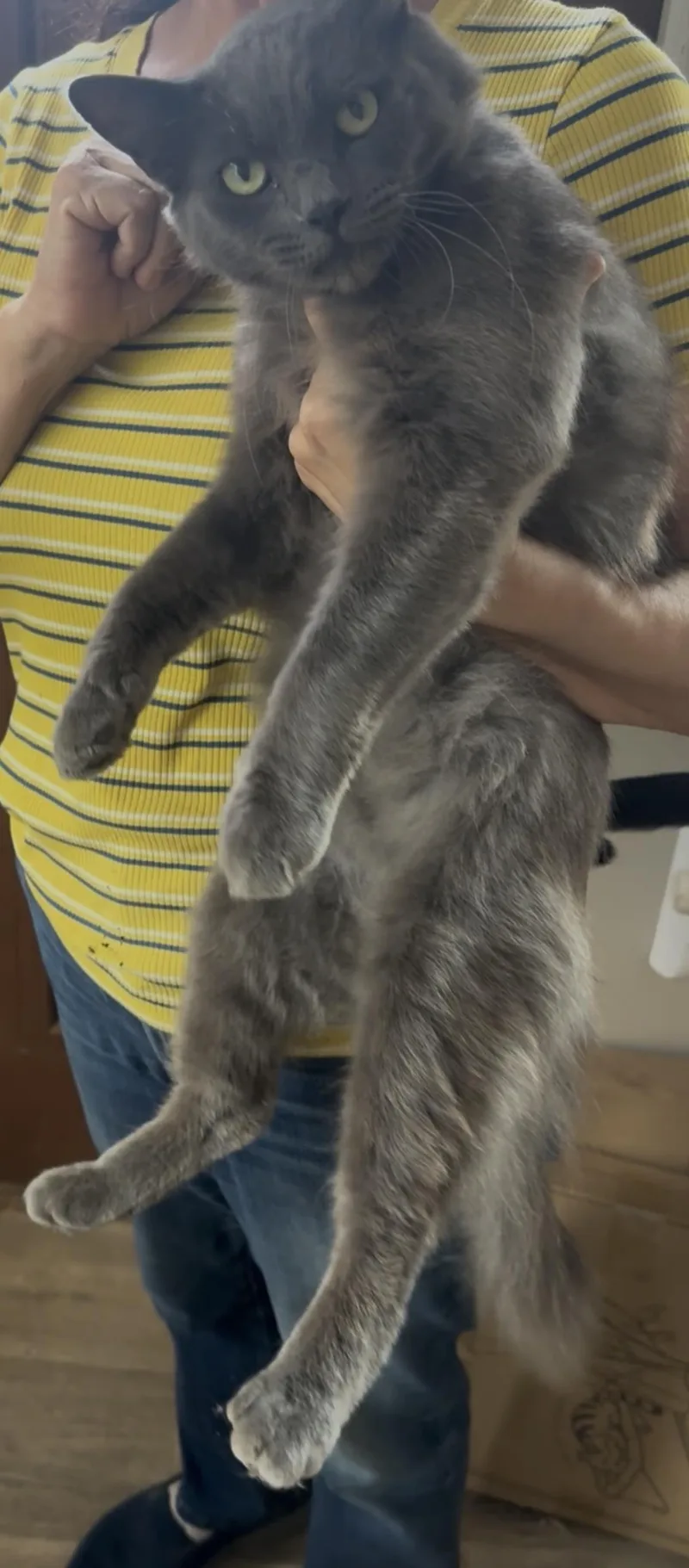 A young medium-sized male Gray / Blue / Silver Domestic Medium Hair cat named Mint for adoption in La Jolla, CA