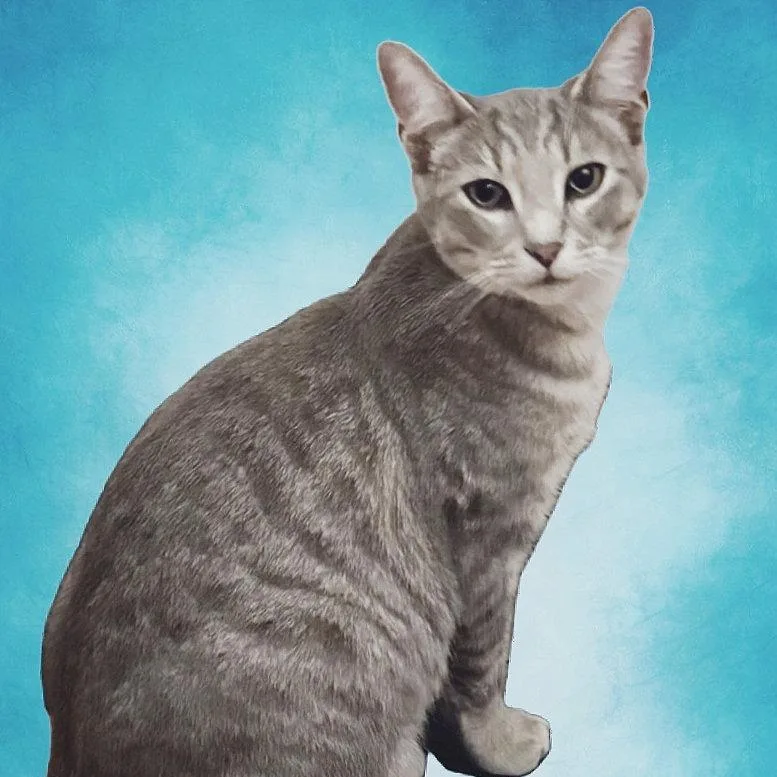 A young medium-sized male Gray / Blue / Silver Domestic Short Hair cat named Orlando for adoption in Berkeley Springs, WV