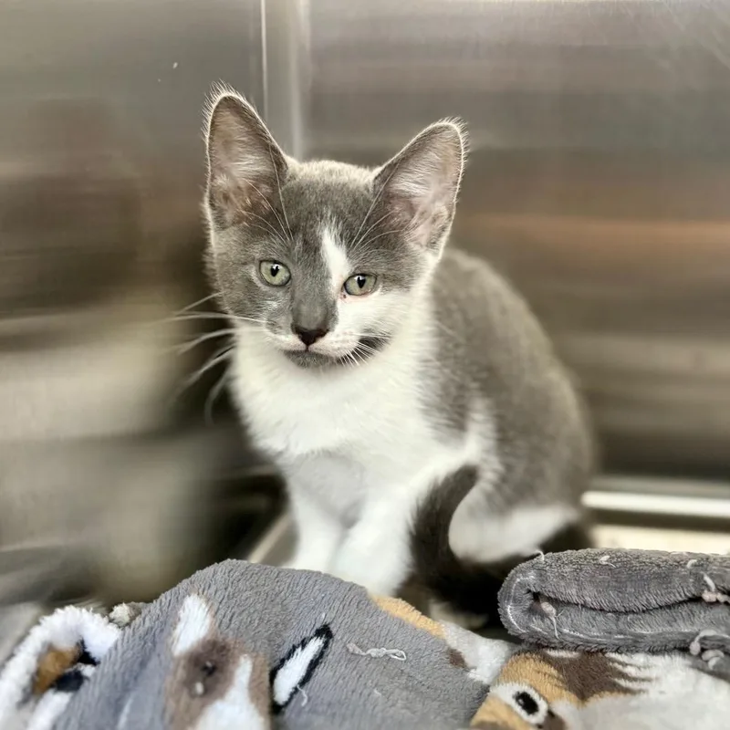 A baby small-sized female Gray / Blue / Silver Domestic Short Hair cat named Moonstone for adoption in New Fairfield, CT