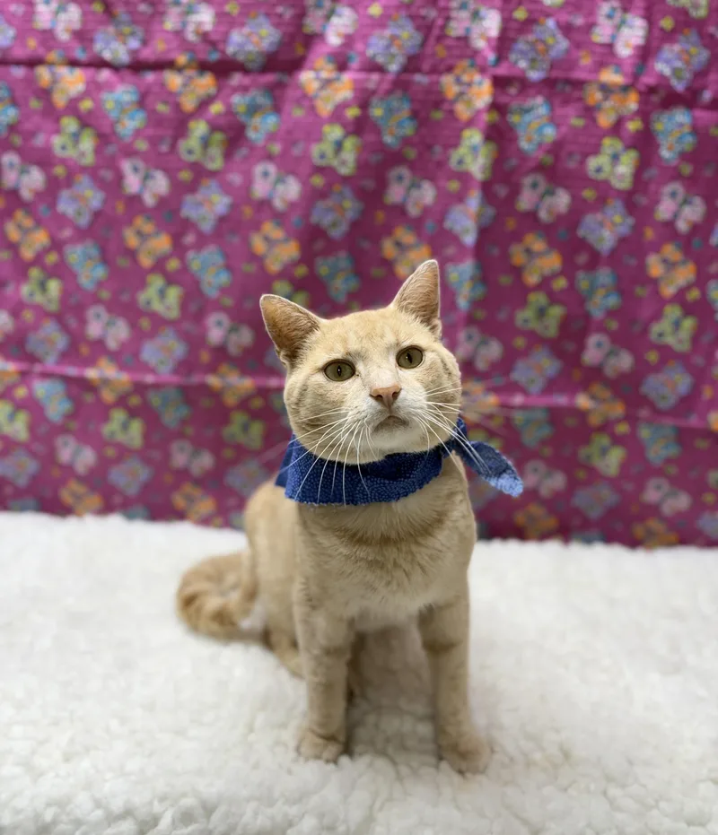 An adult medium-sized male Buff / Tan / Fawn Domestic Short Hair cat named Sunny for adoption in Upper Sandusky, OH