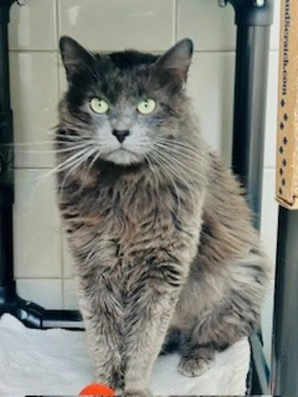 An adult medium-sized male Domestic Long Hair cat named Dude for adoption in Healdsburg, CA