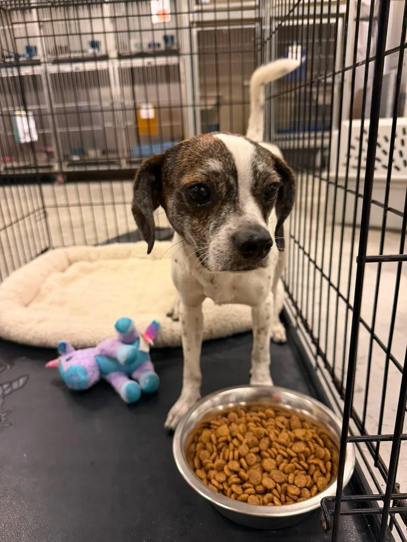An adult small-sized male Terrier dog named Hudson for adoption in Pryor, OK