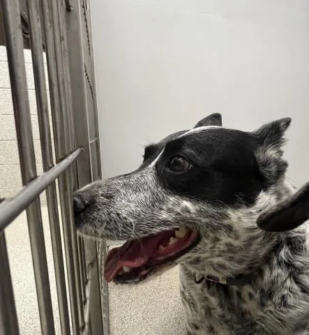 An adult medium-sized female Australian Cattle Dog / Blue Heeler dog named Kat for adoption in San Luis Obispo, CA