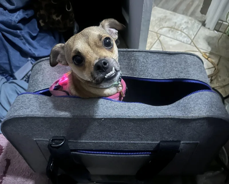 A young small-sized male Chihuahua dog named Piper for adoption in Oakland, CA