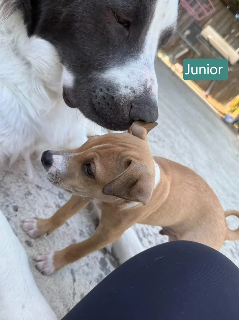 Junior thumbnail 3