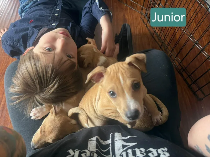 Junior thumbnail 5