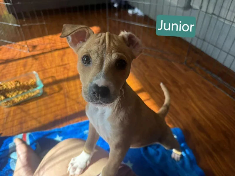 Junior thumbnail 6