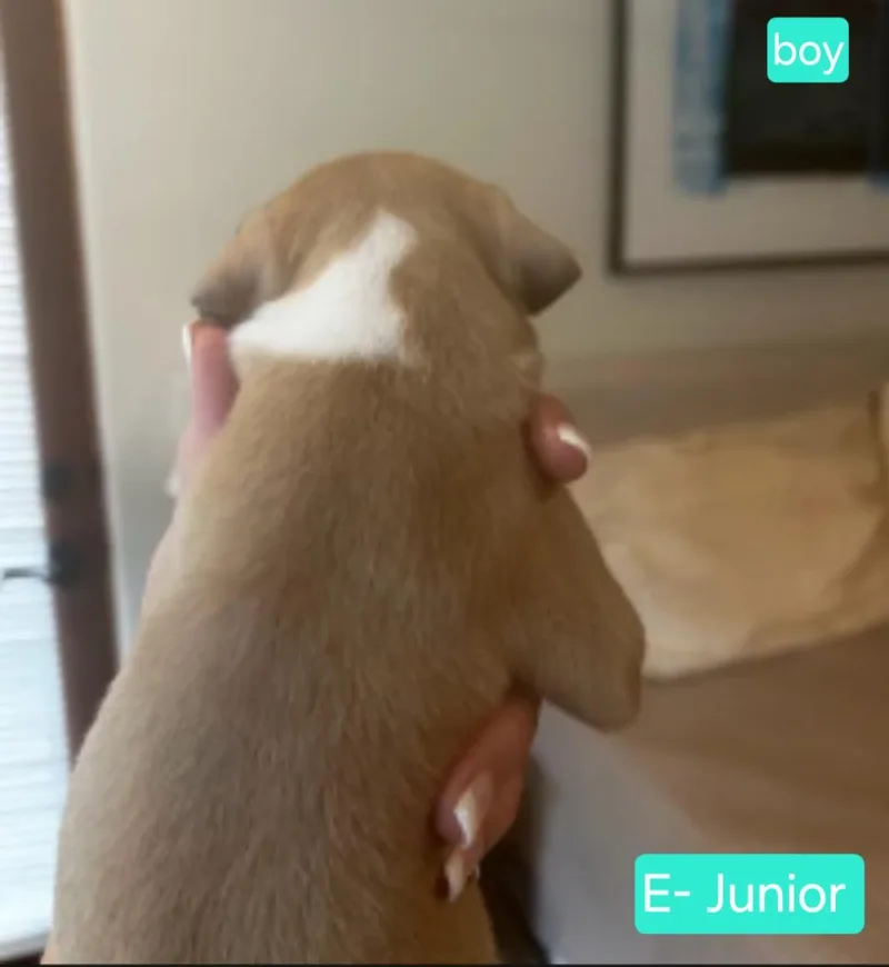 Junior thumbnail 2