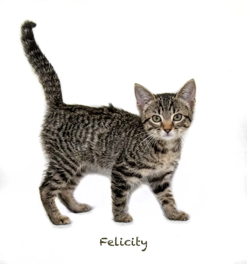 A baby small-sized female Domestic Short Hair cat named Felicity for adoption in Hot Springs Village, AR