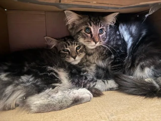 A baby medium-sized male Domestic Long Hair cat named Rimmel for adoption in Windsor, CT