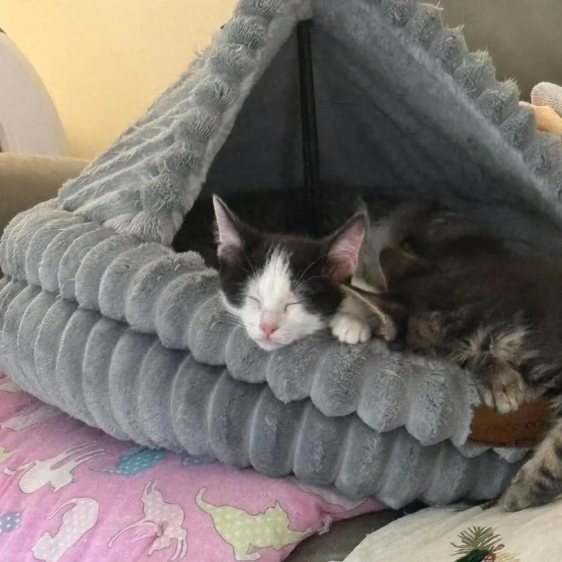 A baby small-sized female Black Domestic Short Hair cat named Cookies and Cream Storesund for adoption in Eagle Mountain, UT