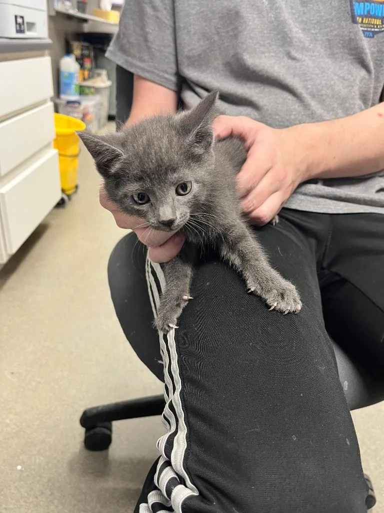 A baby small-sized female Domestic Short Hair cat named Sliver for adoption in Hopkinsville, KY
