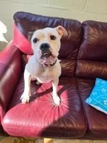 An adult medium-sized female White / Cream American Bully dog named Kendall for adoption in Liverpool, NY