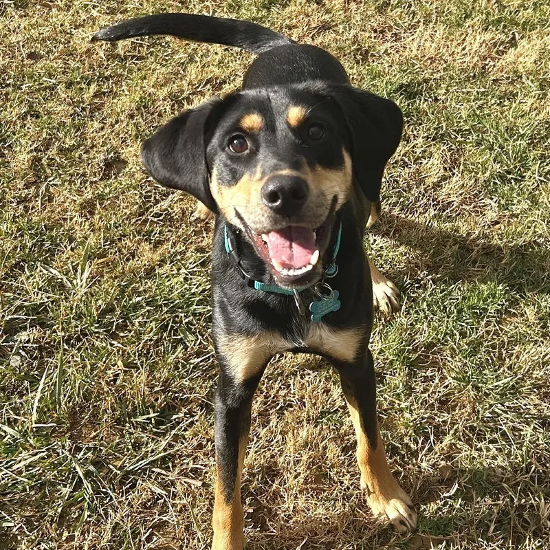 An adult medium-sized male Black and Tan Coonhound dog named Spoon for adoption in Johnson City, TN