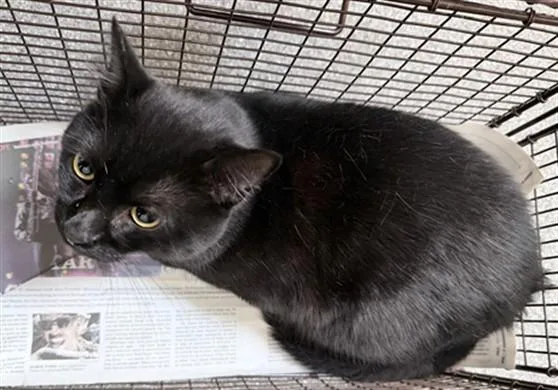 A young medium-sized male Domestic Short Hair cat named Seis for adoption in Los Angeles, CA