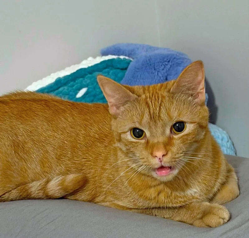 A young medium-sized female Tabby (Orange / Red) Domestic Short Hair cat named Loops for adoption in Morgantown, WV
