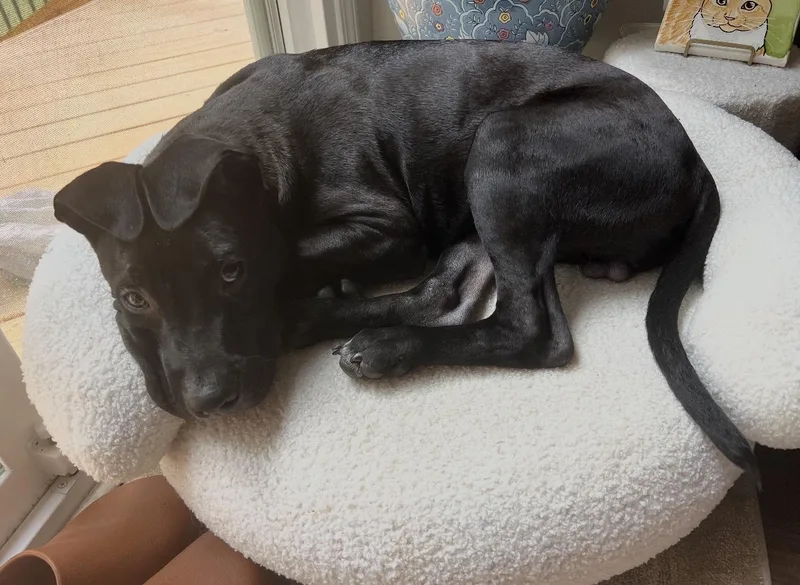 A young medium-sized male Mixed Breed dog named Bilbo for adoption in Cornelius, NC