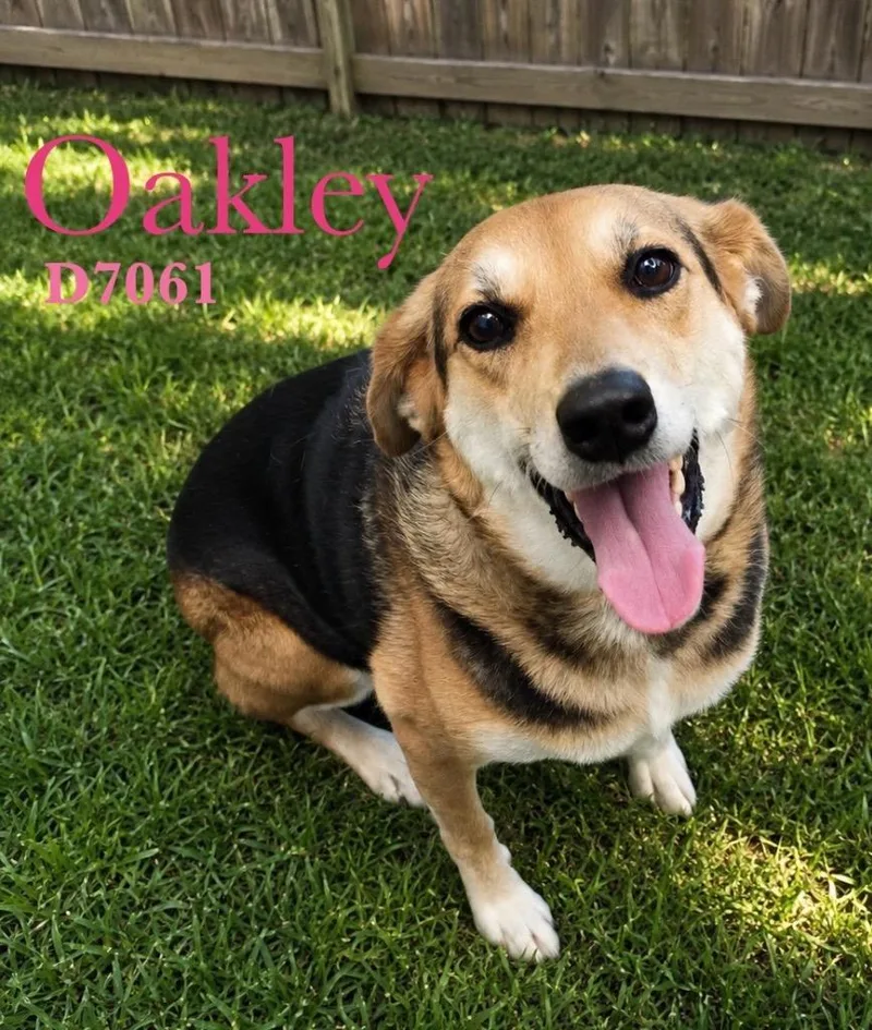 Oakley