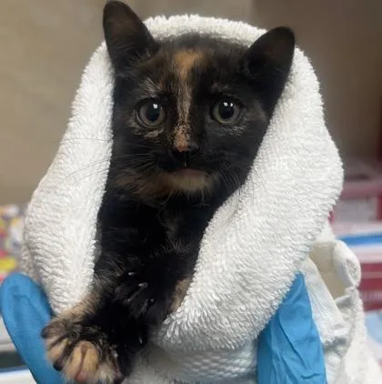 A baby small-sized female Domestic Short Hair cat named Zola for adoption in Honolulu, HI