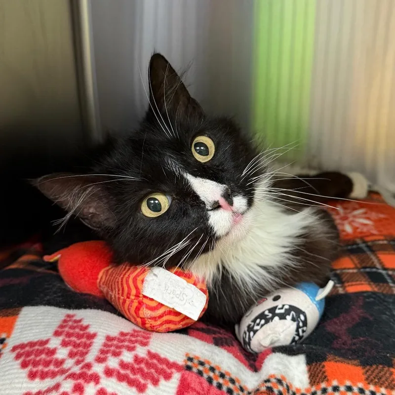 An adult large-sized male White Domestic Short Hair cat named Boots for adoption in Blairsville, GA