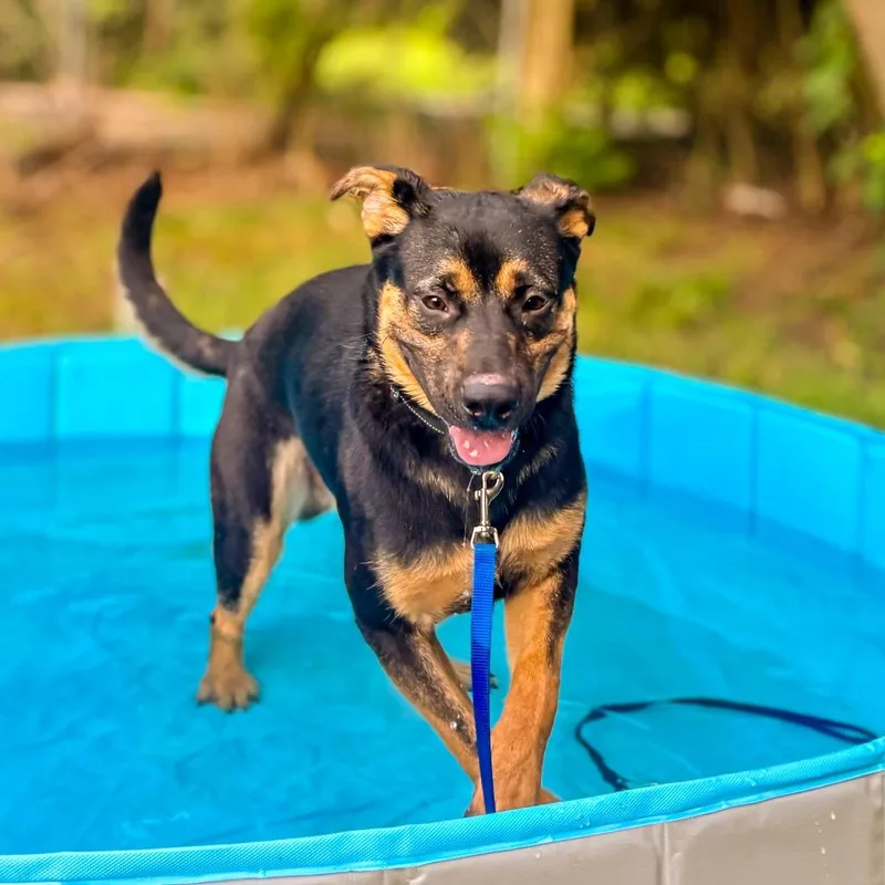 A young medium-sized male Black German Shepherd Dog dog named Blake for adoption in Springboro, OH