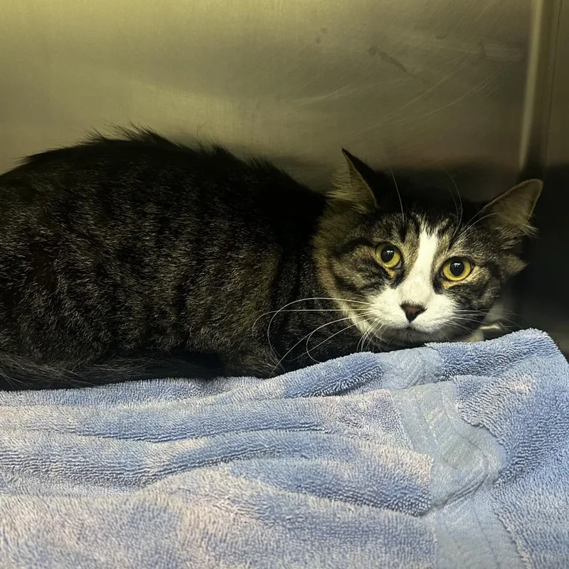 A young large-sized female Orange / Red Domestic Short Hair cat named Abigail Aka "abby" for adoption in Warrensburg, MO