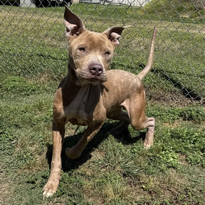 An adult medium-sized male Yellow / Tan / Blond / Fawn Pit Bull Terrier dog named Terry for adoption in Beaumont, TX
