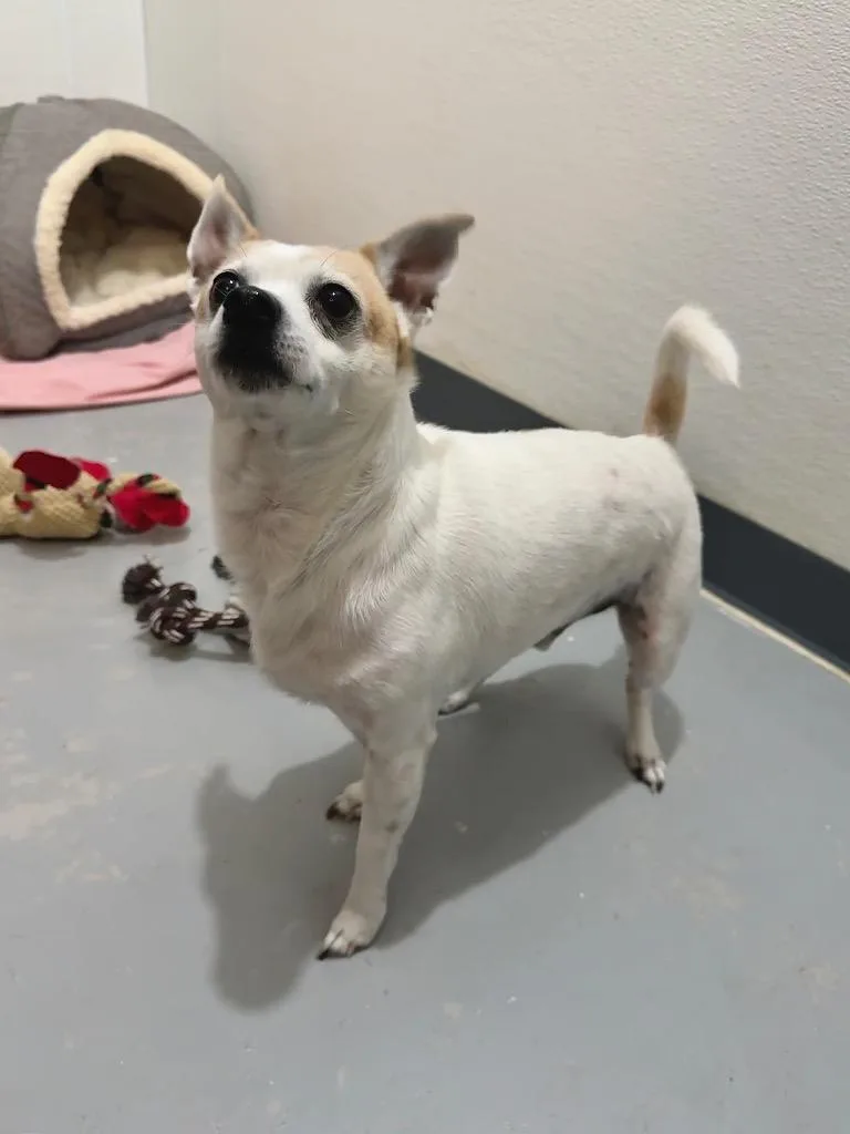 An adult small-sized male Chihuahua dog named Champ for adoption in Canyon Lake, TX