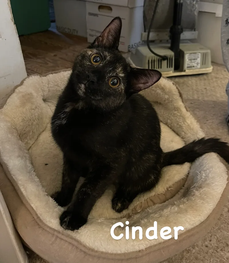 A young medium-sized female Tortoiseshell cat named Cinder for adoption in Asbury Park, NJ