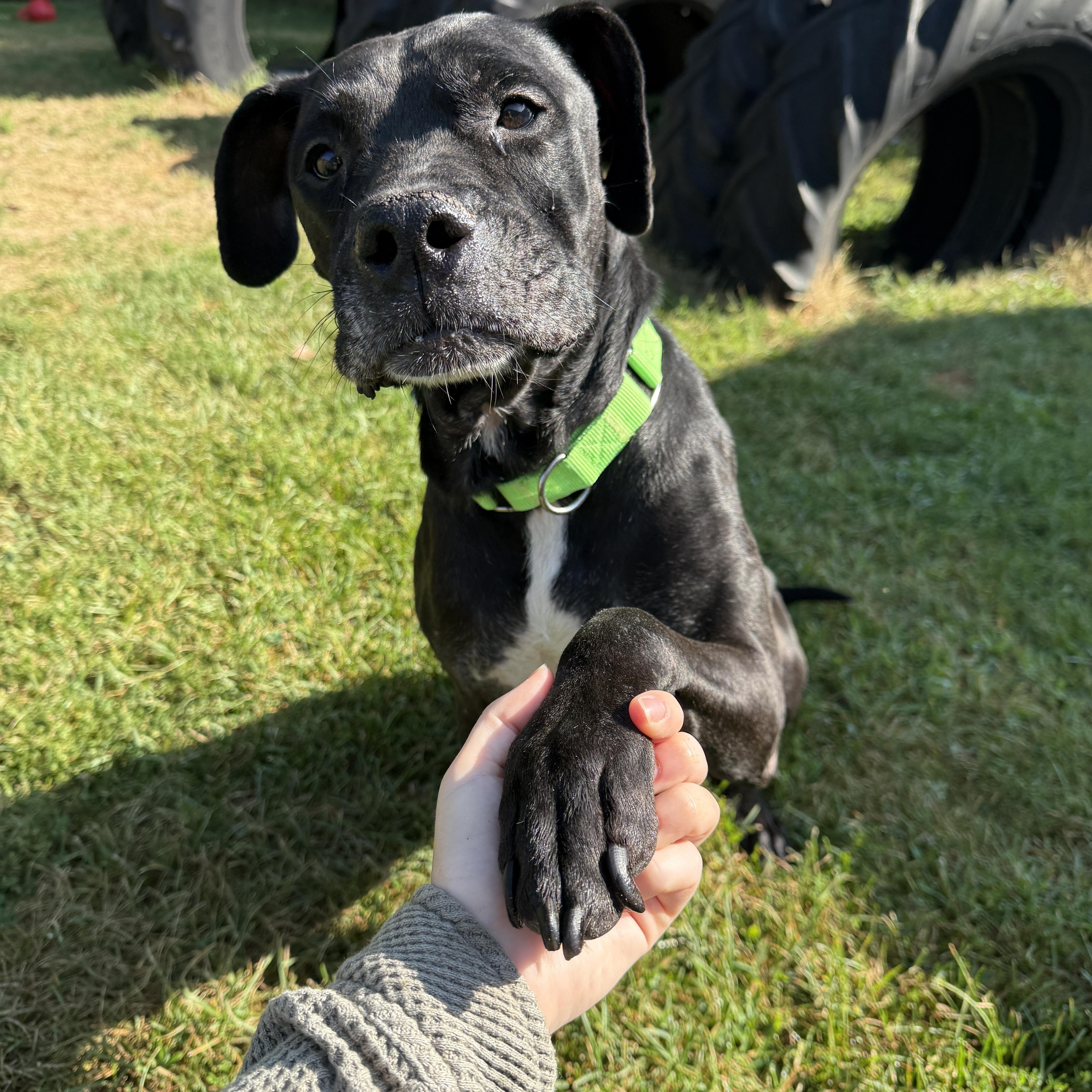 An adult large-sized male Mixed Breed dog named Chapo for adoption in Oconto, WI