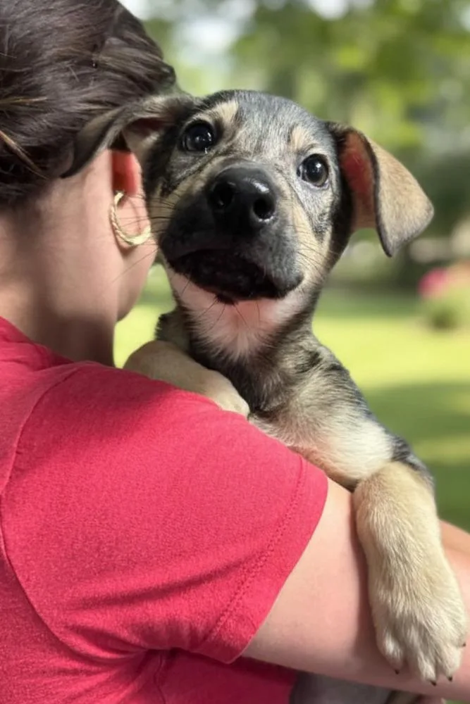 A baby medium-sized male Brown / Chocolate Terrier dog named Orion for adoption in Elmsford, NY