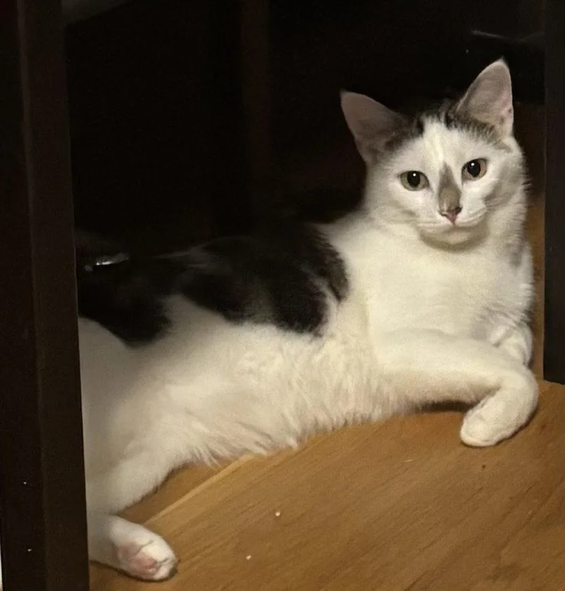 An adult medium-sized female Tabby cat named Josie Must Apply In for adoption in Georgetown, KY