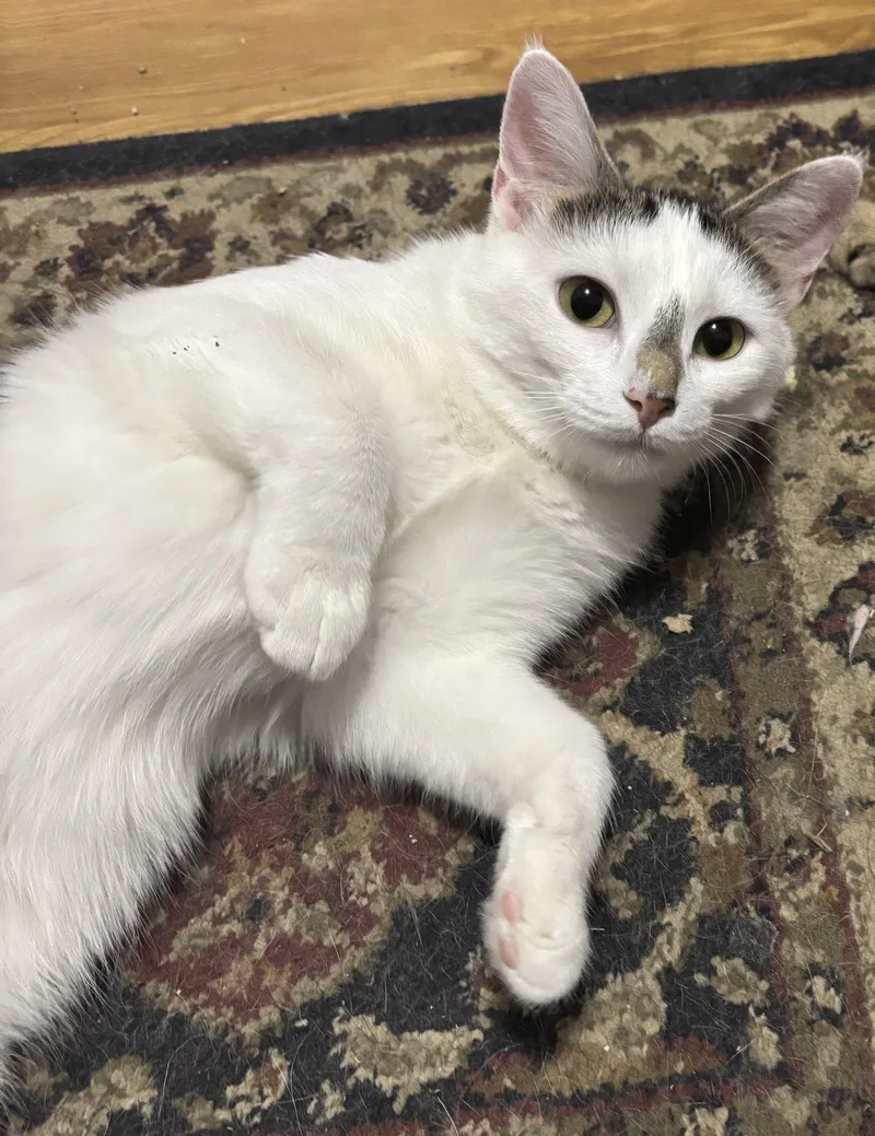 Josie Must Apply In thumbnail 2