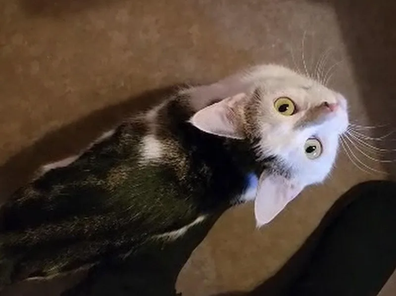 Josie Must Apply In thumbnail 3