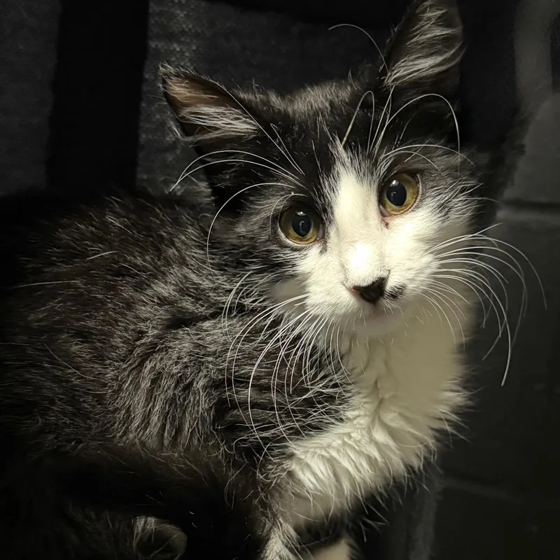 A baby small-sized female Black Domestic Short Hair cat named Cleo for adoption in Edwardsville, IL