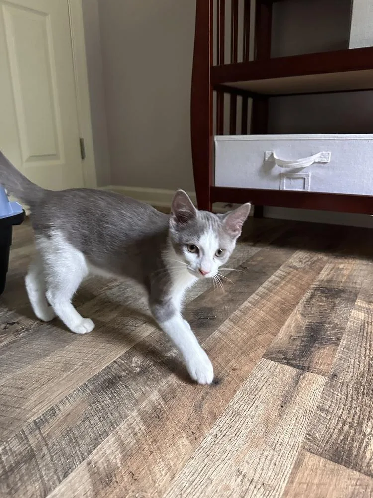 A baby small-sized male Gray & White Domestic Short Hair cat named Bob for adoption in Louisa, VA