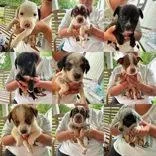 A baby large-sized male Australian Cattle Dog / Blue Heeler dog named Wheat for adoption in Newport, KY