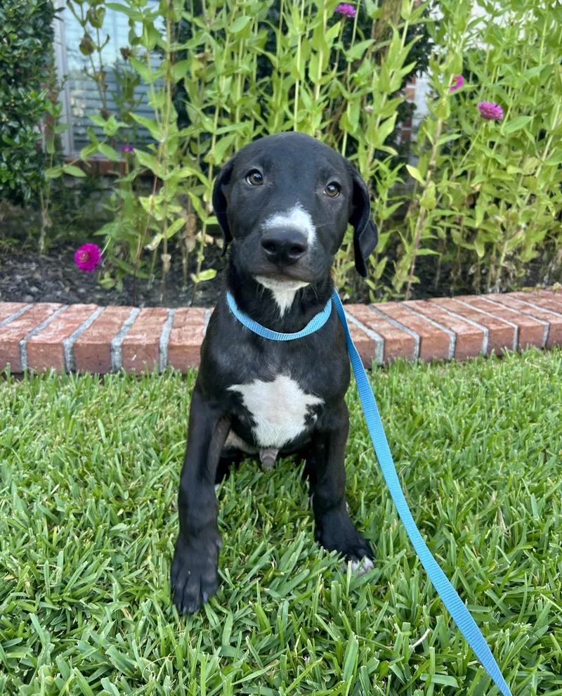 A baby medium-sized male Mixed Breed dog named Huck for adoption in Bryan, TX