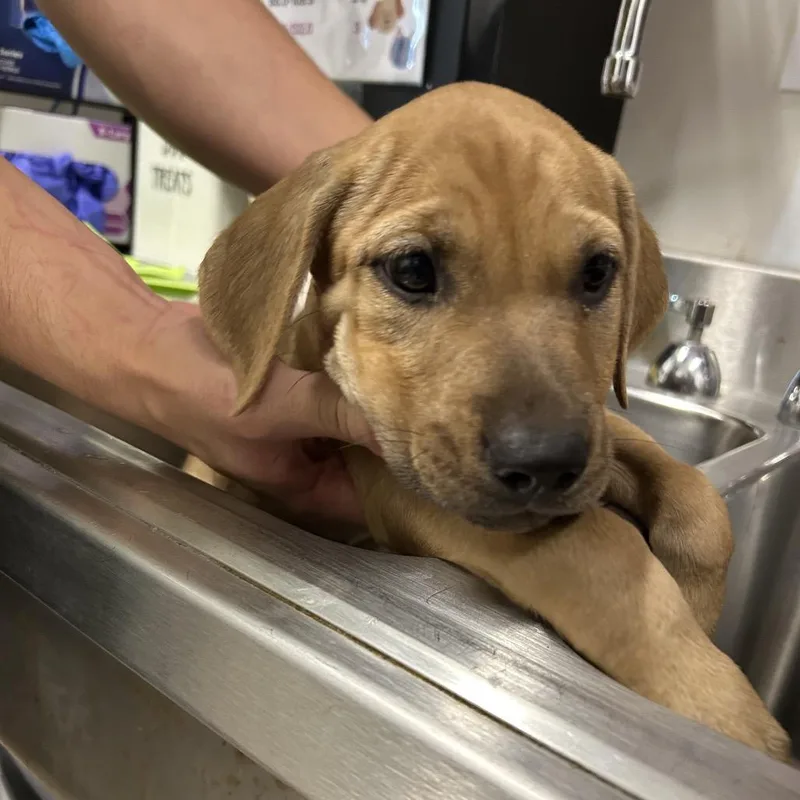 A baby small-sized female Black Labrador Retriever dog named Mushroom for adoption in League City, TX