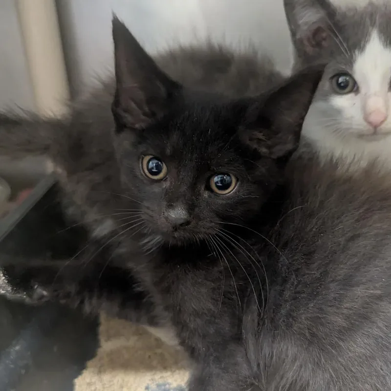 A baby small-sized male Domestic Short Hair cat named Tundra for adoption in Evansville, IN
