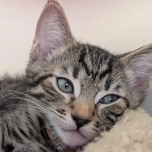 A baby medium-sized male Domestic Short Hair cat named Thunder for adoption in Sequim, WA