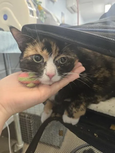 Cali