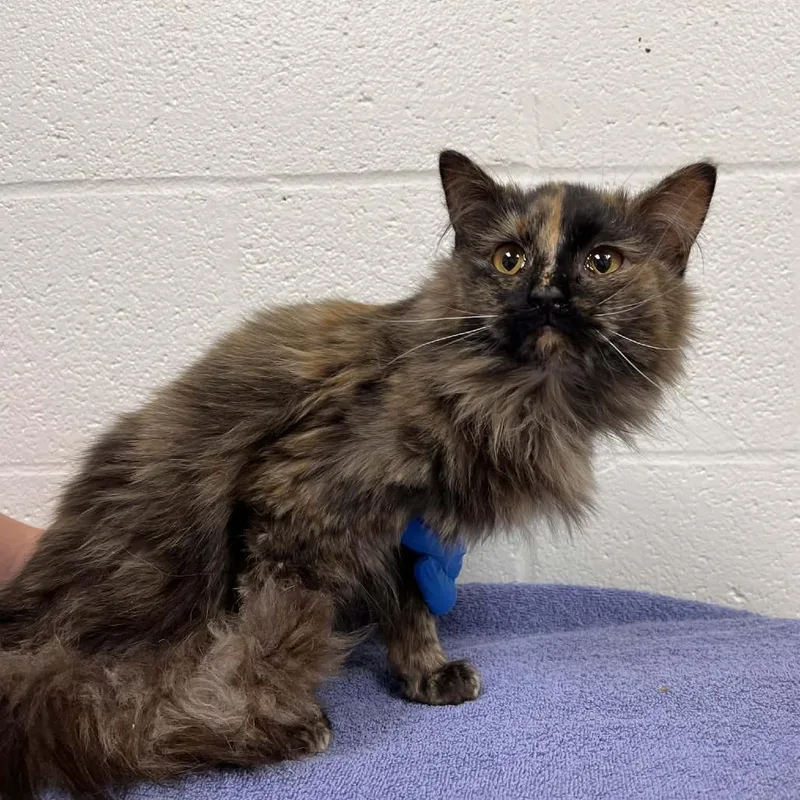 A young medium-sized female Tortoiseshell Domestic Medium Hair cat named Madeline for adoption in Harrisonburg, VA