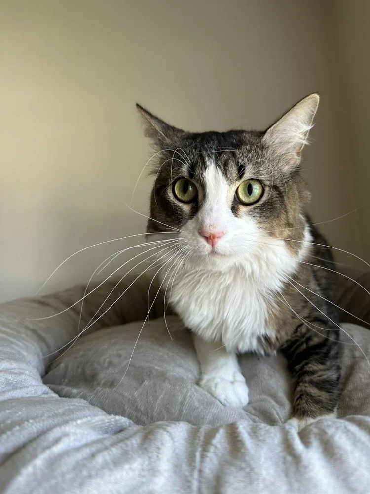 An adult large-sized male Black & White / Tuxedo Domestic Medium Hair cat named Alien Invasion for adoption in Chicago, IL